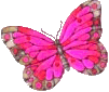 Butterfly2q