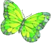 Butterfly2r